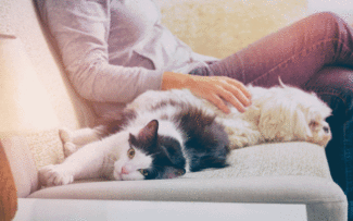 Lei que proíbe testes em animais é sancionada no RJ