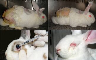 Contra os testes em animais – mais de 53 mil assinaturas