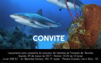 Hoje é dia de tubarão – Fernando de Noronha