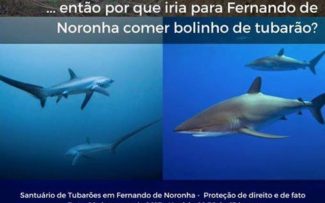 Seccional debate criação de santuário de tubarões em Noronha