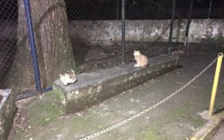 Gatos do Colégio Batista