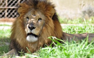Vitória no Zoológico do RJ