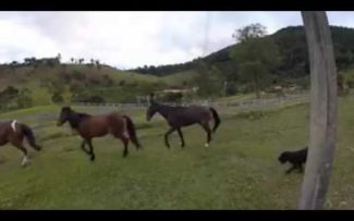 Os últimos 3 cavalos de Paquetá