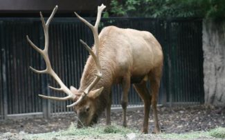 Prefeitura do Rio estuda mudança no modelo de gestão do zoológico