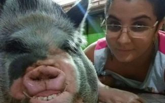 Após campanha, porca é autorizada a viver na casa de jornalista