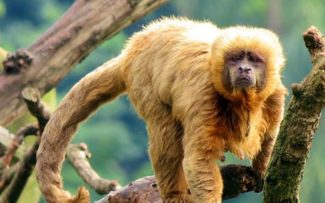 Comissão realiza evento para esclarecer estigmas sobre a febre amarela