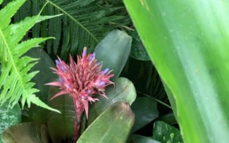 Nossa Flora