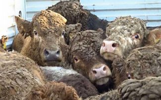 PRESIDENTE DA COMISSÃO DOS ANIMAIS DA OAB-RJ QUER O FIM DO TRANSPORTE DE GADO EM PÉ