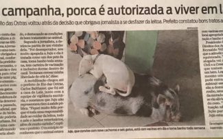 A porca Juju