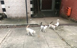 Gatos do Tijolinho