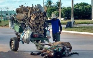Tração Animal: sofrimento sem fim