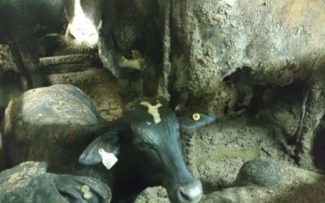 Evento debate problemas do transporte de bois vivos em navios