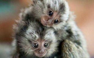 Comissão dos animais da OAB-RJ realizará Seminário para esclarecer sobre a febre amarela e a proteção ao macaco.