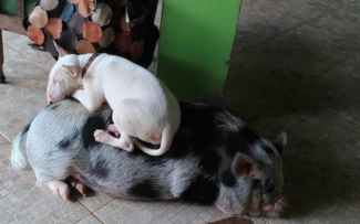 Jornalista mobiliza web e consegue direito de criar porca dentro de casa após intimação de prefeitura no RJ