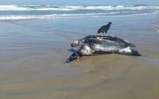 Tartarugas marinhas – Projeto Aruanã – Rede ASO