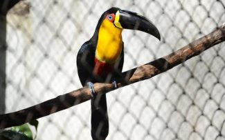 OAB apura se animais de zoo foram afetados por incêndio no Museu Nacional