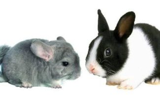 Alternativas para o uso de animais na moda é tema de encontro
