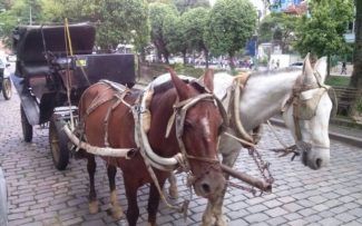 Caso resultado do plebiscito seja pelo fim, ONG se propõe a cuidar dos cavalos