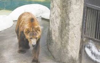 OAB Apura Se Animais De Zoo Foram Afetados Por Incêndio No Museu Nacional