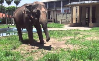 OAB/RJ: Preocupação agora é saber se o incêndio no Museu Nacional afetou os animais do Zoológico