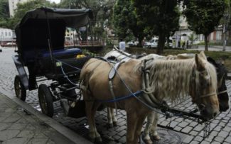 Petrópolis vota pelo fim do uso das charretes puxadas a cavalo