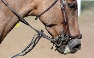 Petrópolis decide pelo fim de charretes puxadas a cavalo