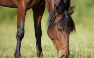 Charretes ainda circulam em Petrópolis, até Prefeitura ser notificada