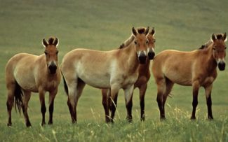 Plebiscito em Petrópolis – 4  final