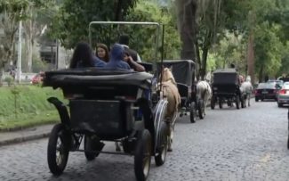 Prefeitura de Petrópolis diz que não tem recursos para substituir cavalos por carros elétricos