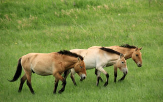 Petrópolis decide pelo fim de charretes puxadas por cavalos
