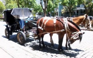 Tração animal: contagem regressiva em Petrópolis