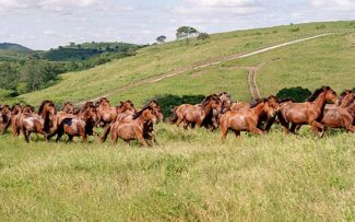Petrópolis decide pelo fim de charretes puxadas a cavalo