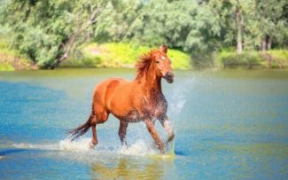 Petrópolis vota pelo fim do uso das charretes puxadas a cavalo