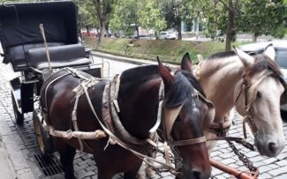 Uso de charretes puxadas a cavalo terá fim em Petrópolis