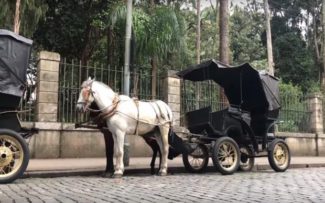 Petrópolis aguarda notificação que proíbe uso de cavalos em charretes. Plebiscito Realizado na Câmara decidiu sobre proibição.