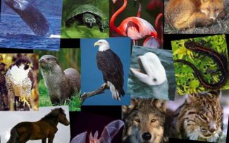 Habitat e Nicho Ecológico: preservação constante