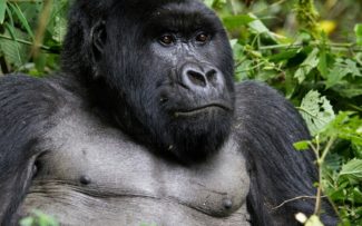 Proteção à Biodiversidade