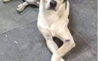 Reynaldo Velloso quer prisão preventiva para matador do cão em Osasco/SP