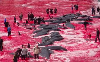 Japão voltará a matar baleias em alta escala