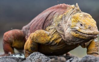 Reintrodução de Iguanas em Galápagos