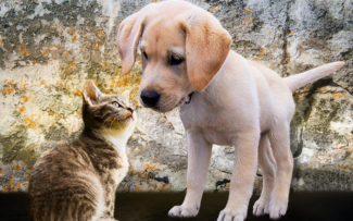 ONG de proteção de animais não precisa de registro em conselho de veterinária