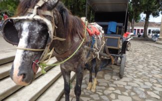 Tração animal: Reynaldo Velloso diz que Comissão irá começar a luta em Paraty