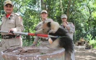 Destruição de habitats aumenta mortes e resgates em áreas urbanas