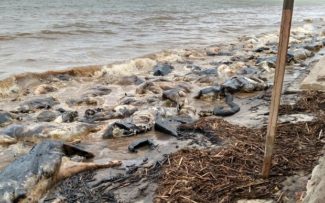 Barcarena: morte de centenas de animais e doenças de peles e outros males em humanos