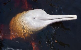 Botos-cor-de-rosa da Amazônia na lista de extinção