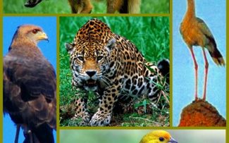 Centenas de espécies estão ameaçadas pelo rompimento da barragem