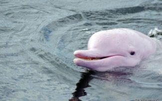 Espécies raras estão em área sob ameaça de desmatamento na Amazônia