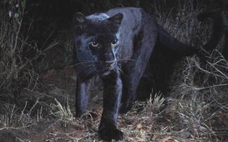 O raríssimo Leopardo negro africano
