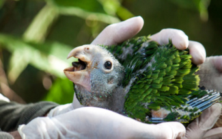 Projeto de conservação do papagaio-de-cara-roxa
