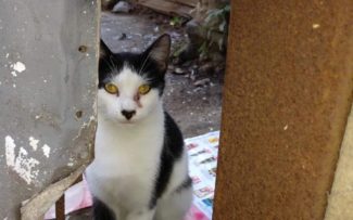 Obra no Inca pode matar 30 gatos, alertam protetores de animais